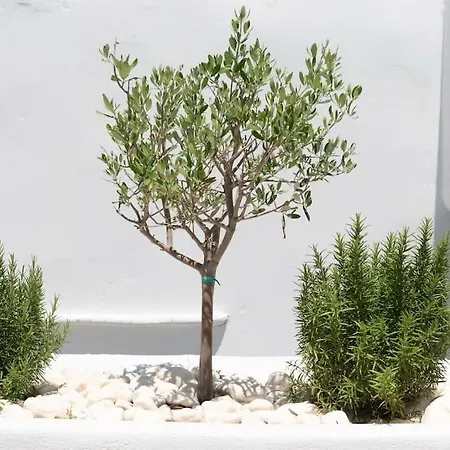 Swell S3 New In Daire *